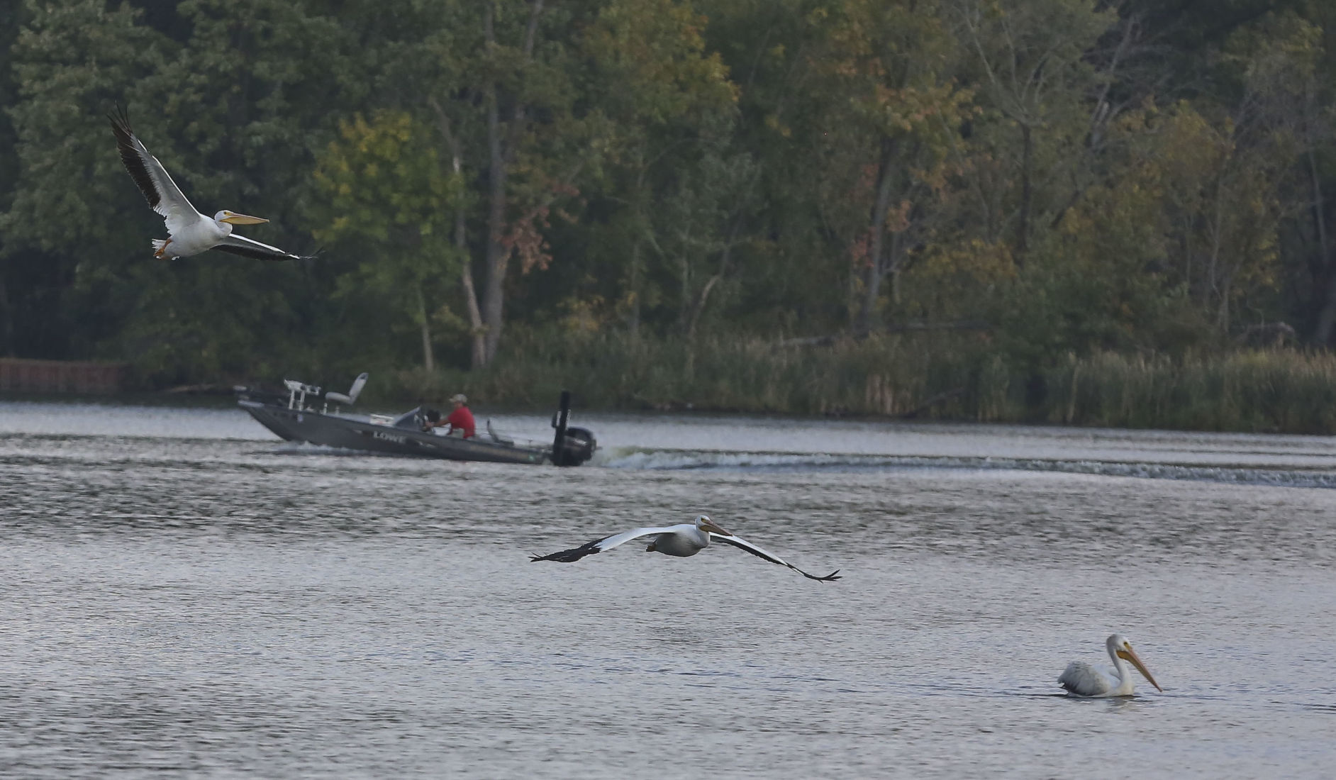 Pelicans 3 10.10.18.JPG